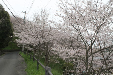 猪之山公園(猪之山観音)の桜 ソメイヨシノ