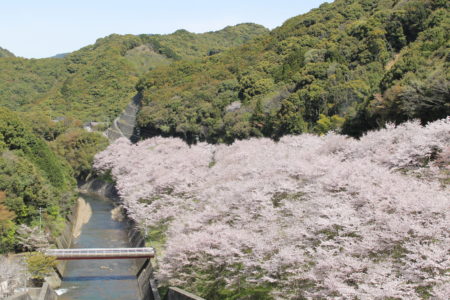 島ノ瀬ダムの桜　ソメイヨシノ