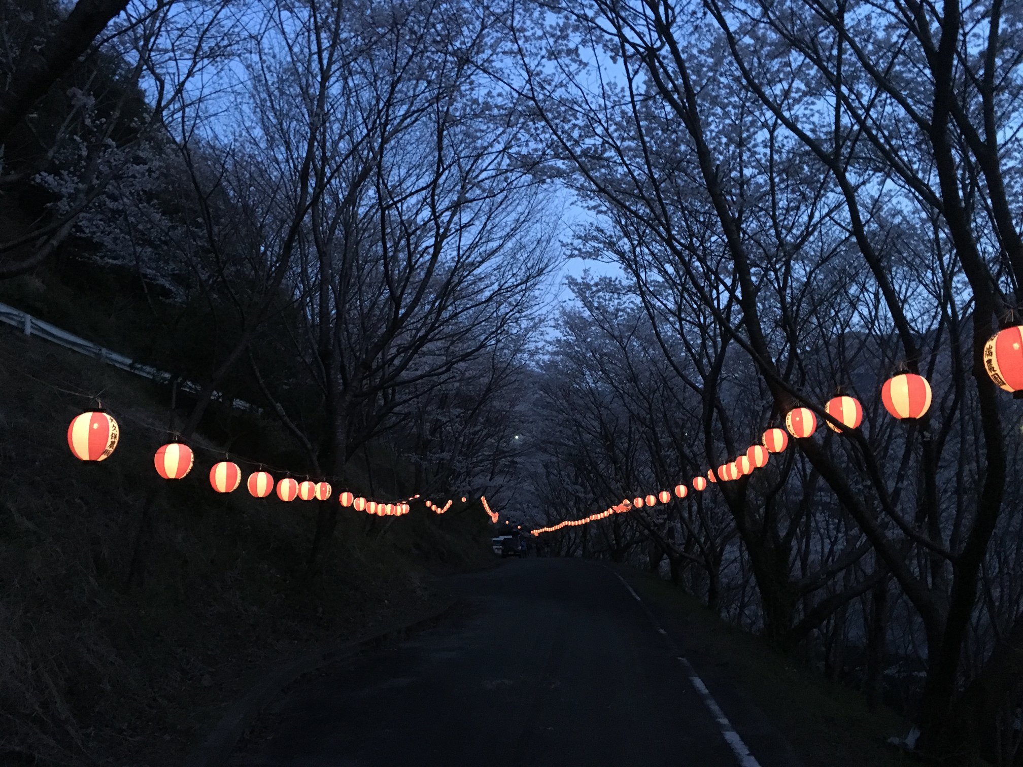 島之瀬ダム 桜の開花について